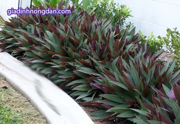 Cây Lẻ Bạn Cây Lẻ Bạn