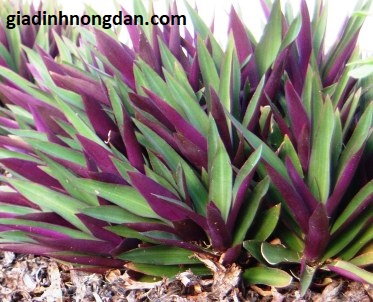 Cây Lẻ Bạn (sò huyết) Cây Lẻ Bạn (sò huyết)