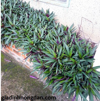 Cây Lẻ Bạn (sò huyết) Cây Lẻ Bạn (sò huyết)