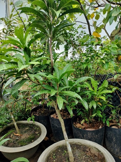 Cây Lê Ki Ma Trồng Chậu Cây Lê Ki Ma Trồng Chậu