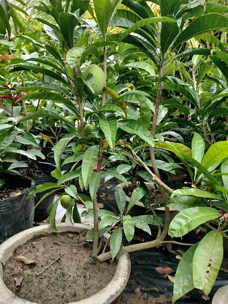Cây Lê Ki Ma Trồng Chậu Cây Lê Ki Ma Trồng Chậu