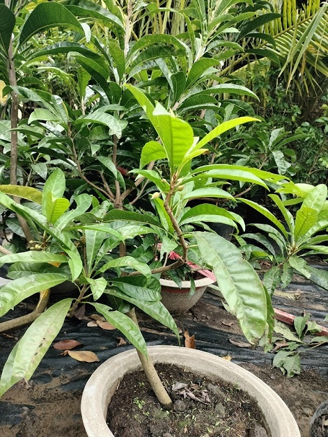 Cây Lê Ki Ma Trồng Chậu Cây Lê Ki Ma Trồng Chậu