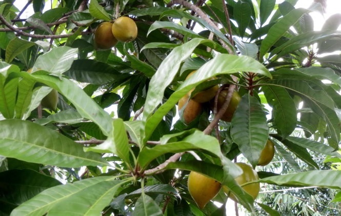 Cây Lê Ki Ma Trồng Chậu Cây Lê Ki Ma Trồng Chậu