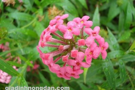 Cây Liễu Hồng Cây Liễu Hồng