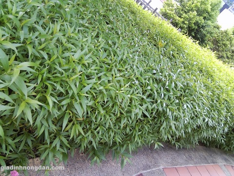 Cây Liễu Hồng Cây Liễu Hồng
