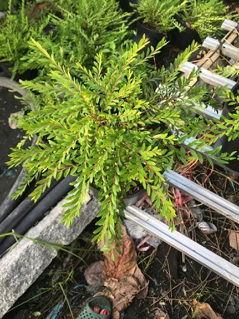 Cây Sơn Liễu Thái Cây Sơn Liễu Thái