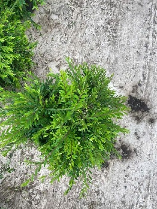 Cây Sơn Liễu Thái Cây Sơn Liễu Thái