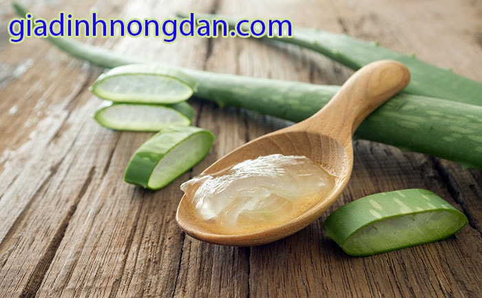 Cây Lô Hội Cây Lô Hội