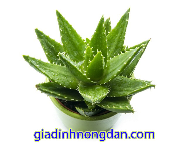 Cây Lô Hội Cây Lô Hội