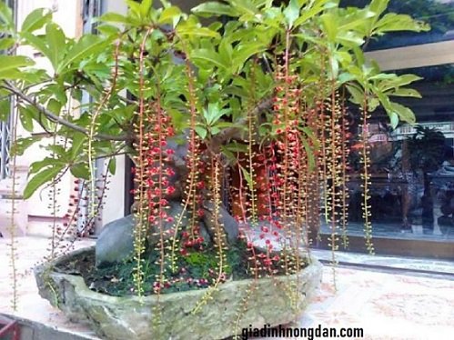 Cây Lộc Vừng Cây Lộc Vừng