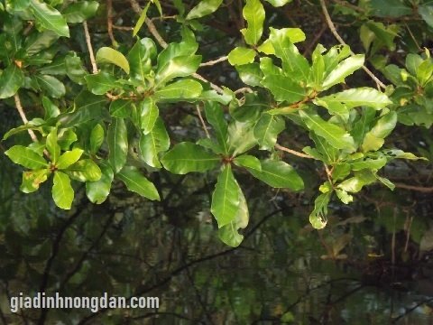 Cây Lộc Vừng Cây Lộc Vừng