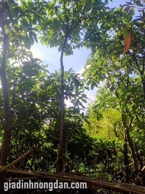 Cây Lộc Vừng