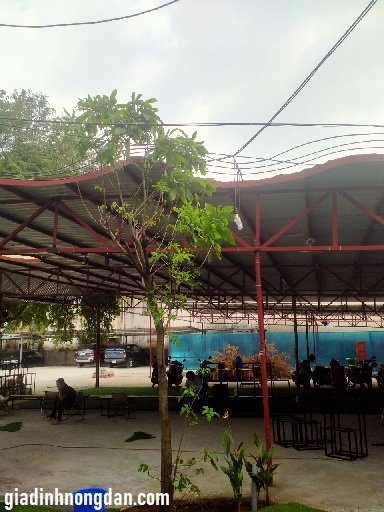 Cây Lộc Vừng Cây Lộc Vừng