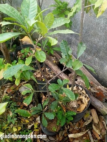 Cây Lộc Vừng Cây Lộc Vừng