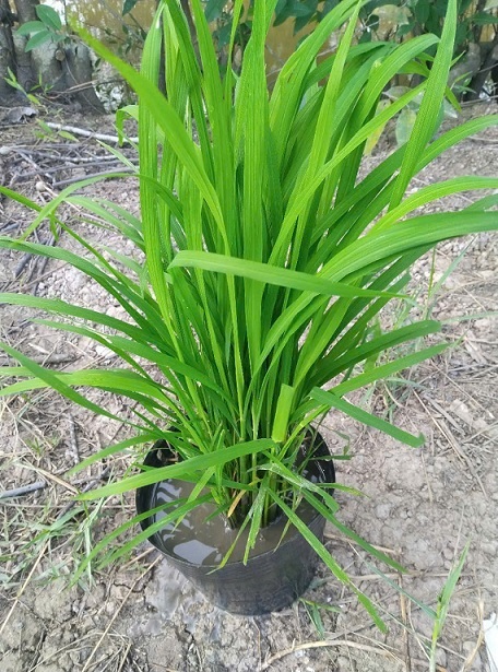 Ý Nghĩa Của Cây Lúa Chưng Ngày Tết (Mua Cây Lúa Chưng Tế Ở Đâu)