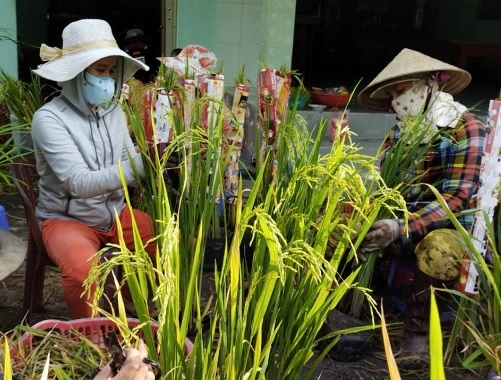 Ý Nghĩa Của Cây Lúa Chưng Ngày Tết (Mua Cây Lúa Chưng Tế Ở Đâu)