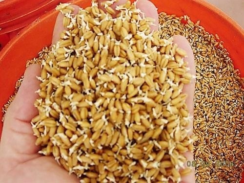Ý Nghĩa Của Cây Lúa Chưng Ngày Tết (Mua Cây Lúa Chưng Tế Ở Đâu)