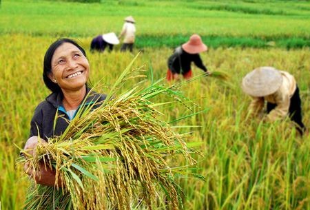 Cây Lúa – Biểu Tượng Của No Ấm, Cần Lao Và Hạnh Phúc Cây Lúa – Biểu Tượng Của No Ấm, Cần Lao Và Hạnh Phúc