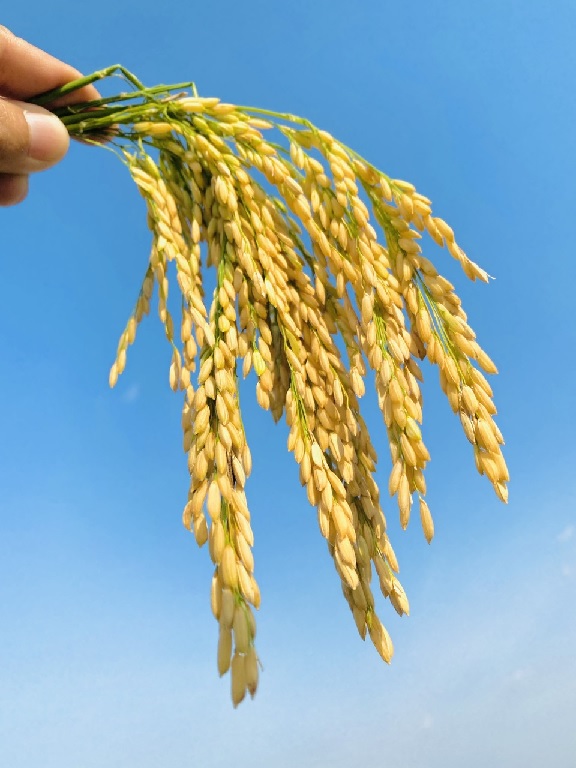 Cây Lúa – Biểu Tượng Của No Ấm, Cần Lao Và Hạnh Phúc Cây Lúa – Biểu Tượng Của No Ấm, Cần Lao Và Hạnh Phúc