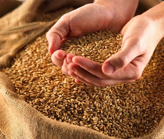 Cây Lúa – Biểu Tượng Của No Ấm, Cần Lao Và Hạnh Phúc Cây Lúa – Biểu Tượng Của No Ấm, Cần Lao Và Hạnh Phúc