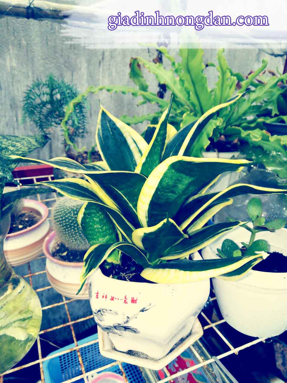 Cây Lưỡi Hổ Để Bàn Cây Lưỡi Hổ Để Bàn