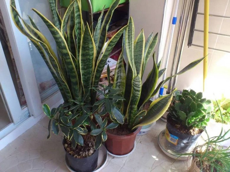chăm sóc cây lưỡi hổ hiệu quả tại nhà