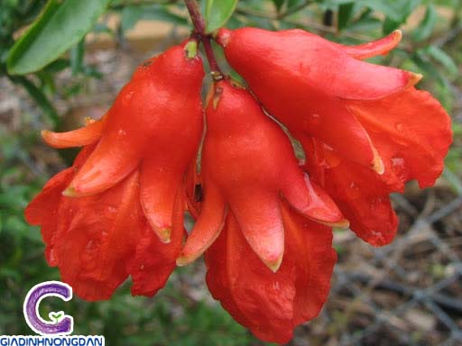Cây Lựu Ăn Trái Cây Lựu Ăn Trái