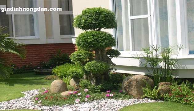 Cây Mai Chiếu Thủy Cây Mai Chiếu Thủy