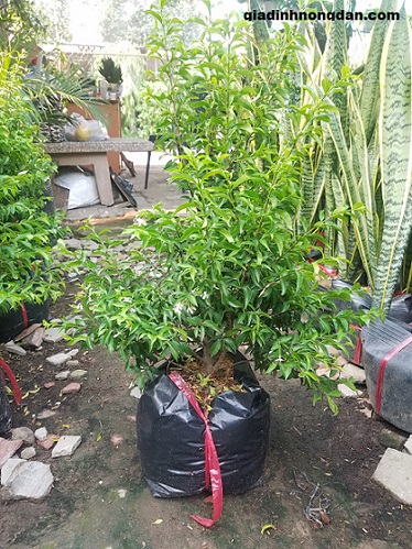 Cây Mai Chiếu Thủy Cây Mai Chiếu Thủy
