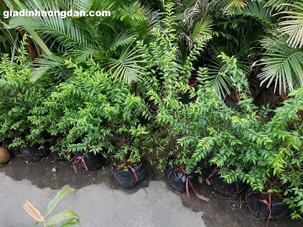 Cây Mai Chiếu Thủy Cây Mai Chiếu Thủy