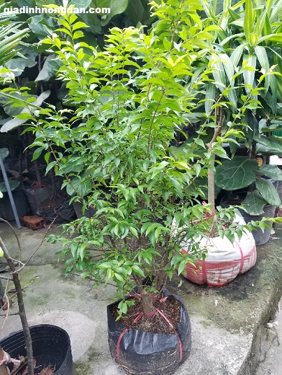 Cây Mai Chiếu Thủy Cây Mai Chiếu Thủy