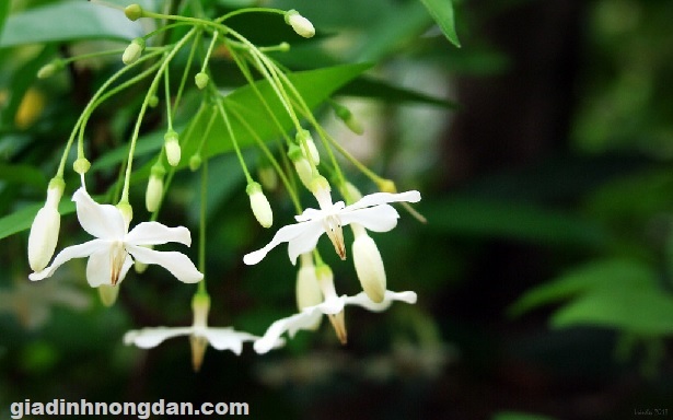 Cây Mai Chiếu Thủy Cây Mai Chiếu Thủy
