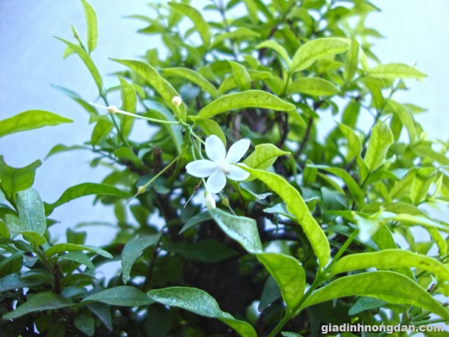 Cây Mai Chiếu Thủy Cây Mai Chiếu Thủy