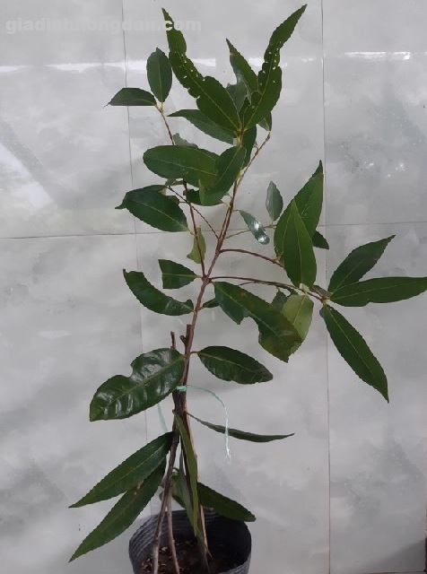 Cây Mận Lý Cây Mận Lý