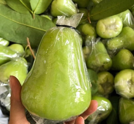 Cây Mận Xanh Tam Hoa Trồng Chậu Cây Mận Xanh Tam Hoa Trồng Chậu