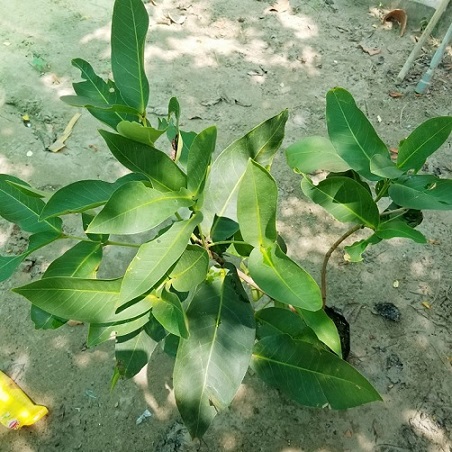 Cây Mận Xanh Tam Hoa Trồng Chậu Cây Mận Xanh Tam Hoa Trồng Chậu