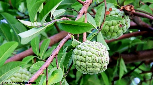 Cây Mãng Cầu Ta (Na) Cây Mãng Cầu Ta (Na)