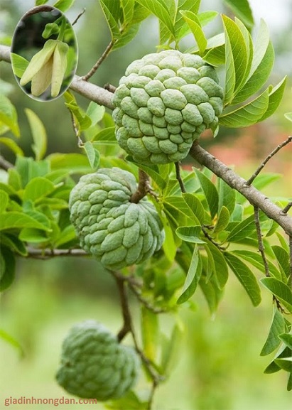Cây Mãng Cầu Ta (Na) Cây Mãng Cầu Ta (Na)