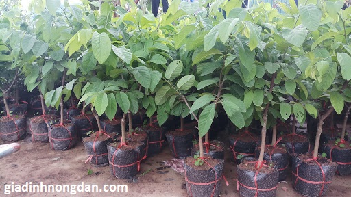 Cây Mãng Cầu Ta (Na) Cây Mãng Cầu Ta (Na)