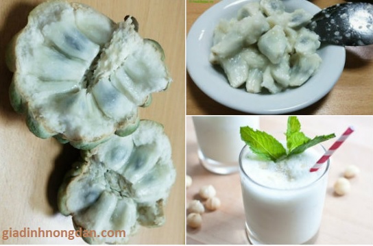 Cây Mãng Cầu Ta (Na) Cây Mãng Cầu Ta (Na)