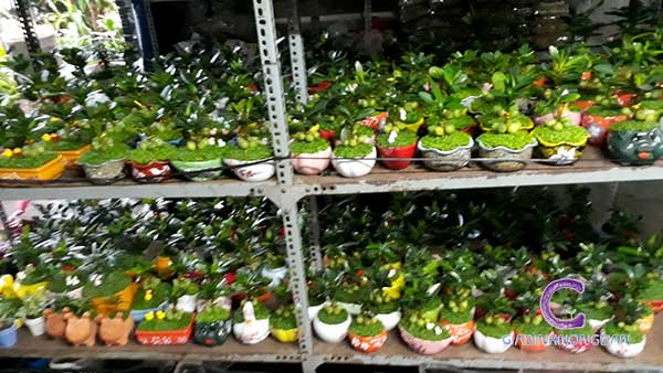 Chậu Cây May Mắn Để Bàn Chậu Cây May Mắn Để Bàn