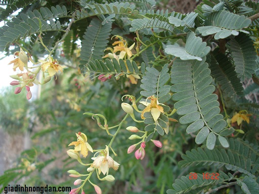 Cây Me Giống Cây Me Giống
