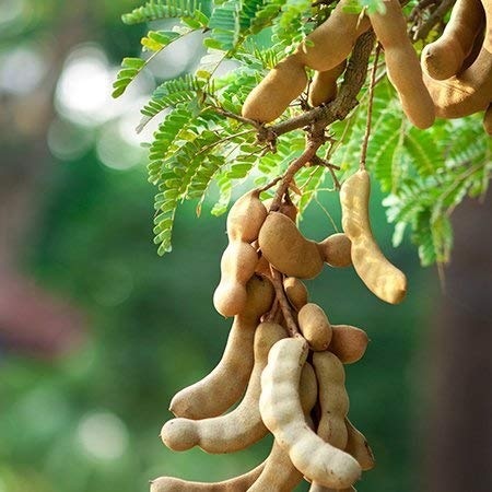 Me thái ( cây trưởng thành) Me thái ( cây trưởng thành)