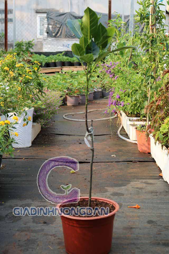 giống cây mít giống cây mít