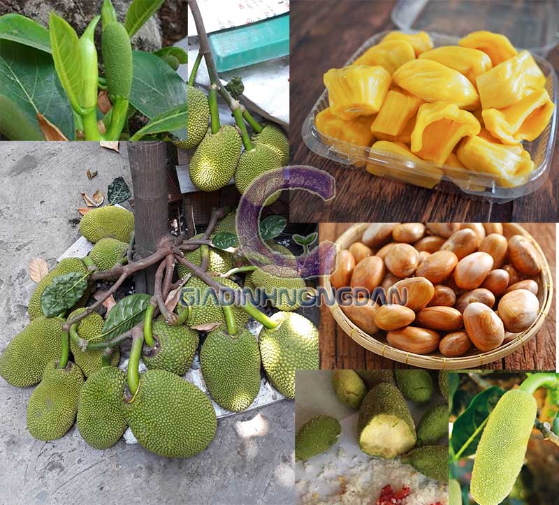 Cây Mít Giống Cây Mít Giống