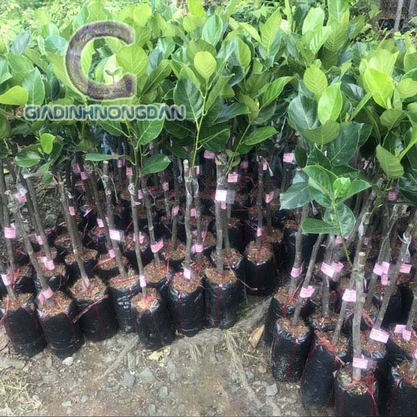 Cây Mít Giống Cây Mít Giống