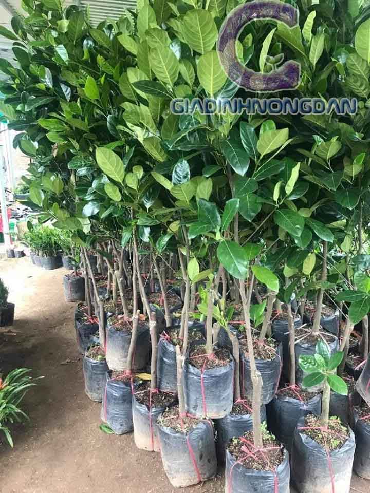 Cây Mít Giống Cây Mít Giống