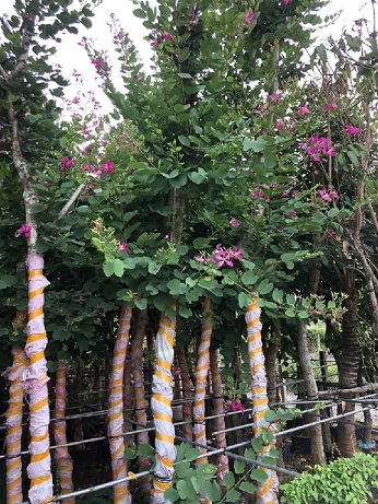 Cây Móng Bò Tím Cây Móng Bò Tím