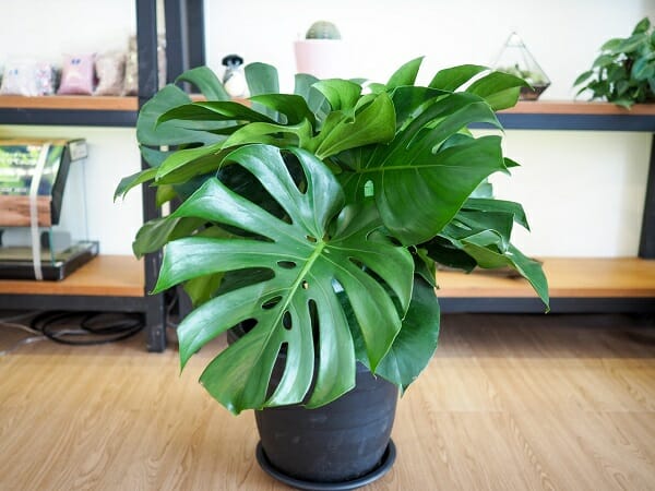 cây monstera trong phong thủy cây monstera trong phong thủy