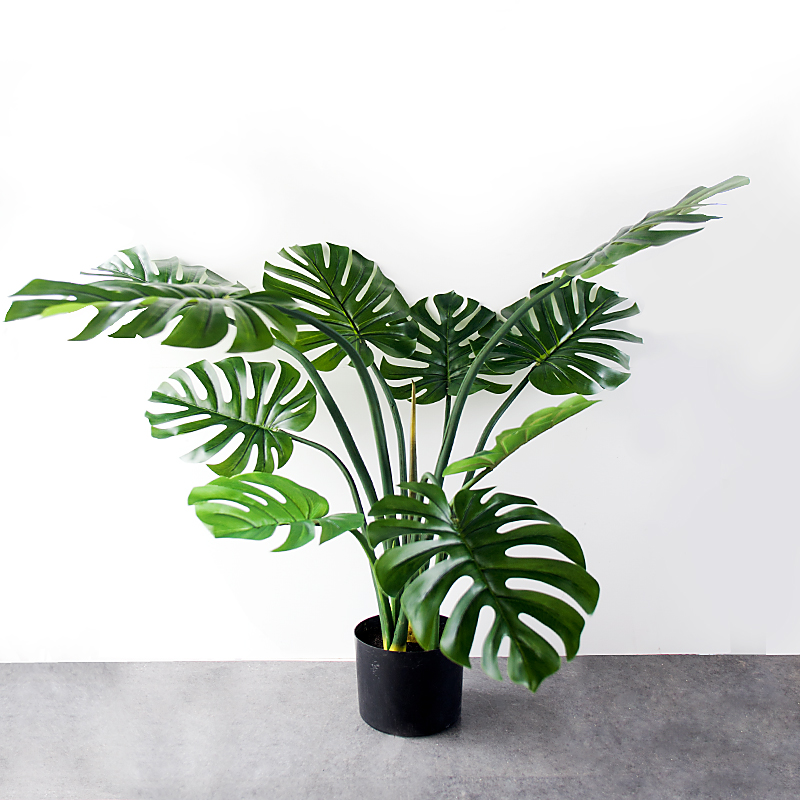 cây monstera trong phong thủy cây monstera trong phong thủy